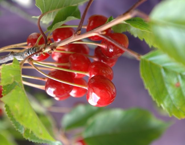 Vente de plants de cerisiers février 2025 - Itxassou